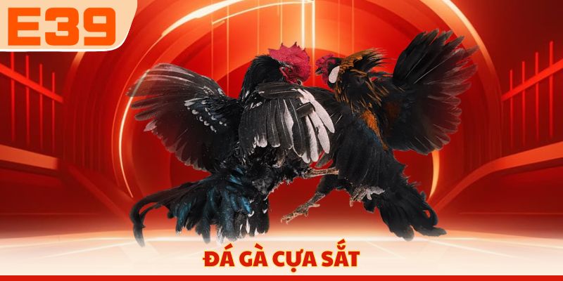Đá gà cựa sắt